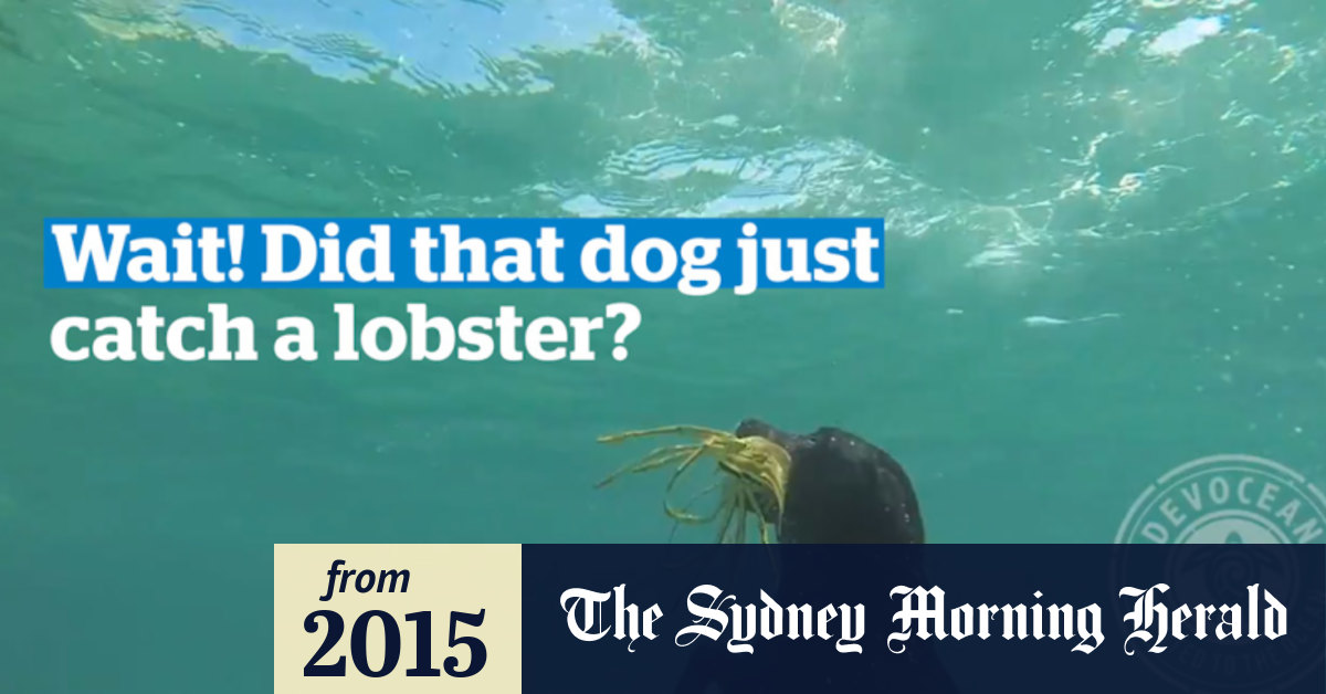 Video Dog catches lobster